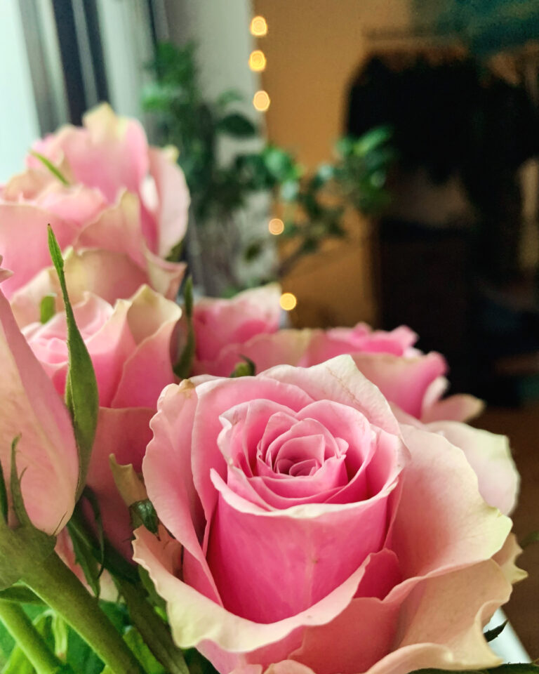 a few pink roses